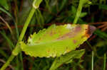 Rattlesnakemaster